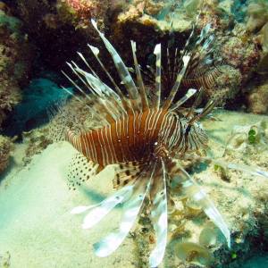 a group of fish in the water