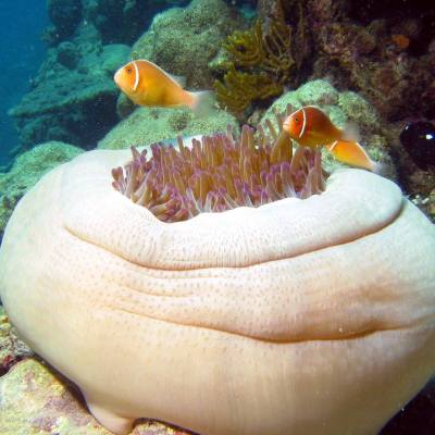 an orange fish in the water