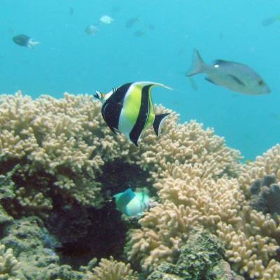 underwater view of a coral