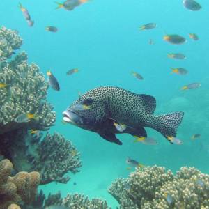 underwater view of a coral