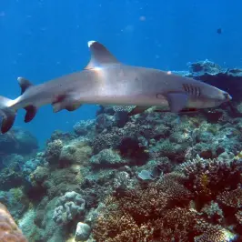 a fish swimming under water
