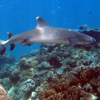 a fish swimming under water
