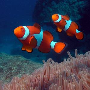 an orange fish in the water