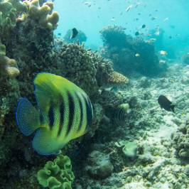 underwater view of a coral