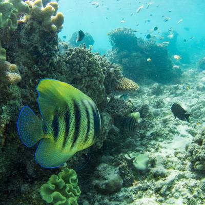 underwater view of a coral
