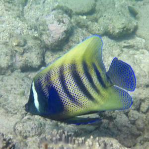 a close up of a fish