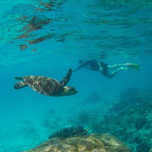 a bird swimming in water