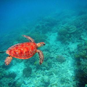 a turtle swimming under water